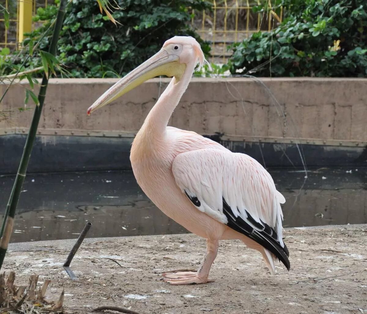 Pelecanus onocrotalus. Розовый Пеликан. Африканский Пеликан. Африканский розовый Пеликан.