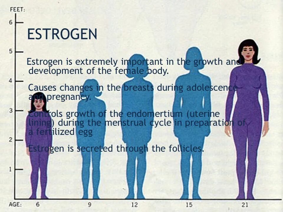Как остановить рост в высоту. Тела людей разных возрастов. Девушки разного возраста. Взросление девочки. Тело женщины в разном возрасте.