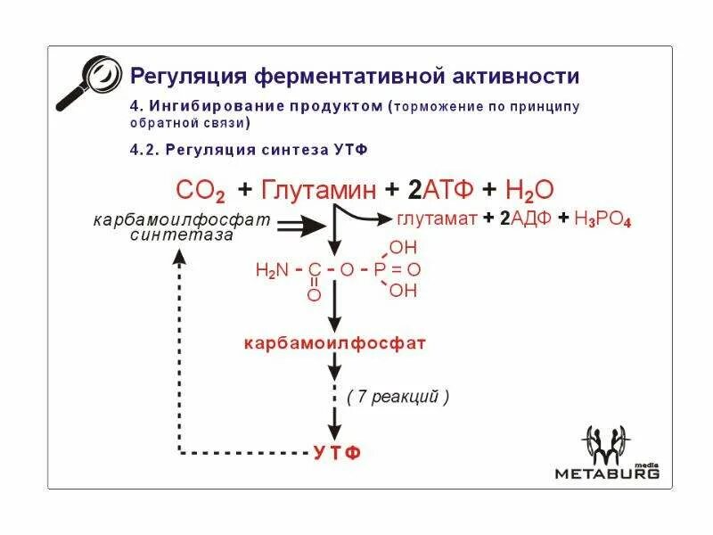 Ингибирование ферментативных реакций. Виды ингибирования. Ингибирование обратной связи. Ингибирование продуктом реакции.