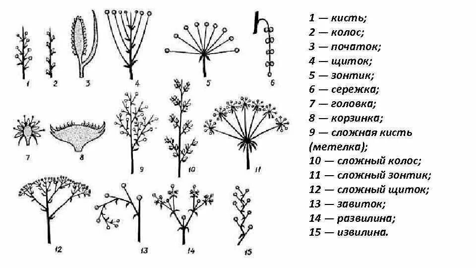 Схема соцветия сложная кисть метелка. Соцветие головка схема. Соцветие спиреи схема. Схема соцветия щиток. Сложный початок