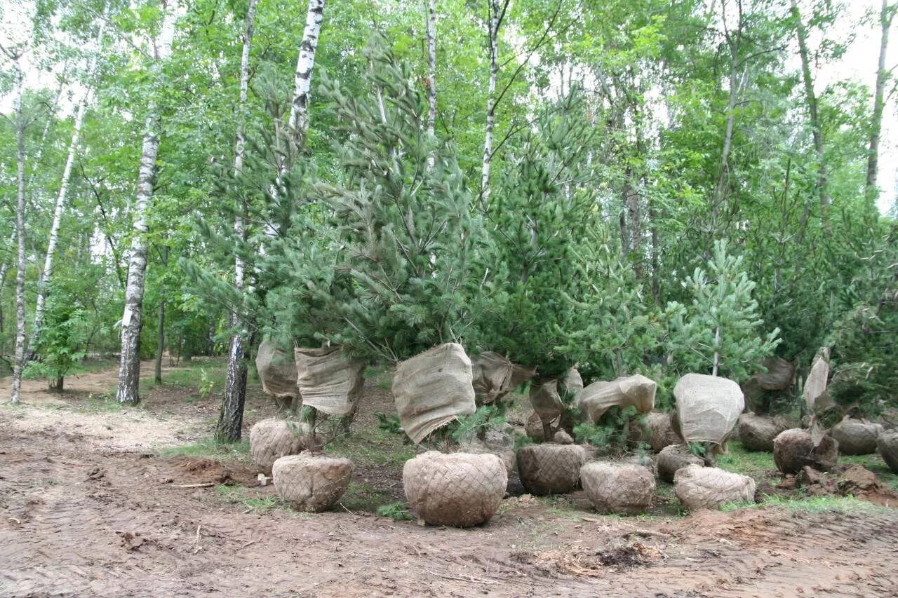 Светлоярский парк нижний новгород. Светлоярский парк Нижний. Светлоярский парк Сормово. Светлоярский район Нижний Новгород. Камень в парке Светлоярский.