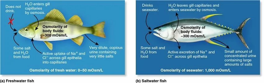 Рыбки ихтиология. Сопротивление рыбы в воде. Население морских вод рыбы. ULTRAKILL рыбы. Прочитайте рыбе вода
