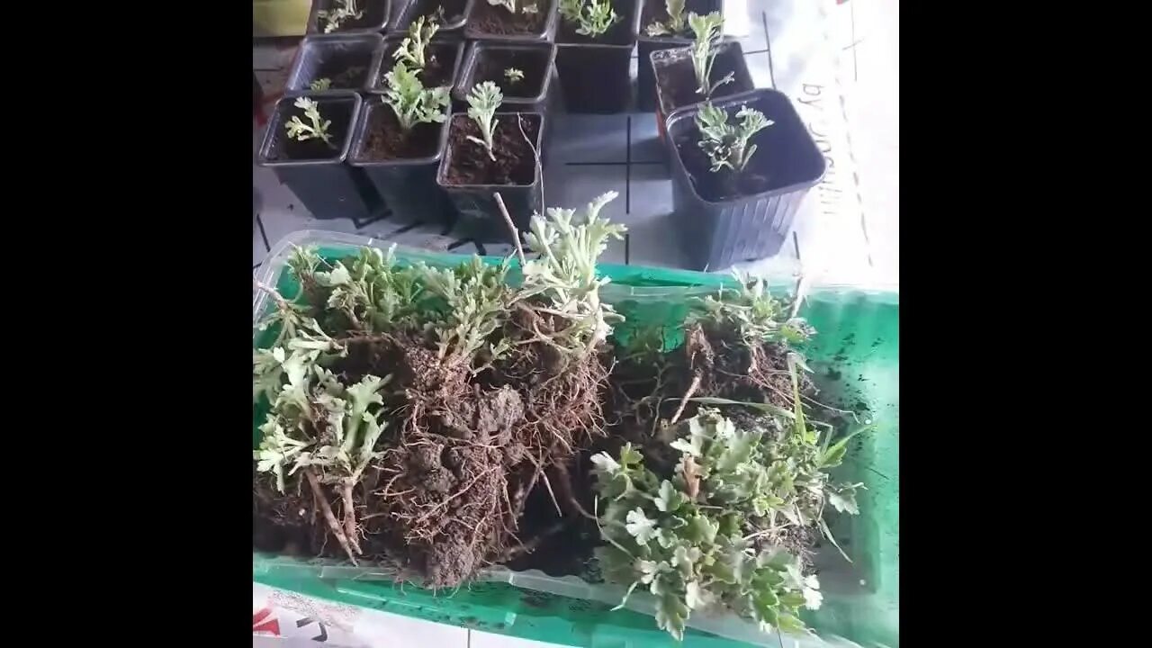 Как черенковать мультифлору