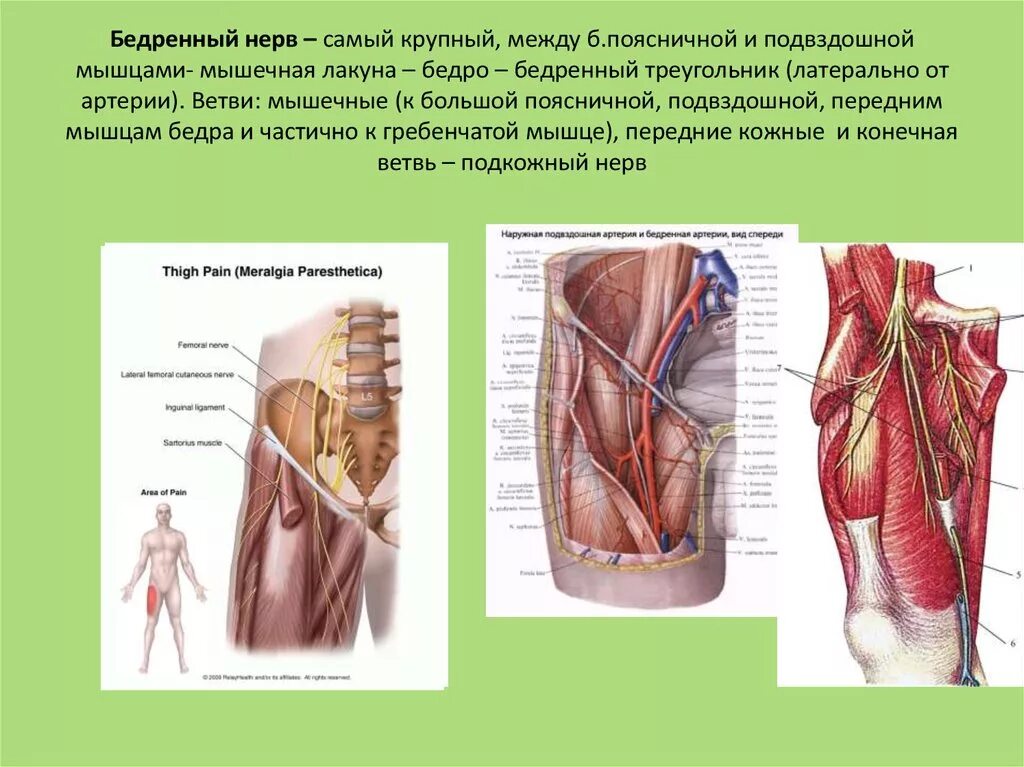 Невропатия бедра нерва. Топографическая анатомия нервов бедра. Подкожный нерв бедра топография. Латеральный бедренный кожный нерв. Бедренный нерв анатомия топография.