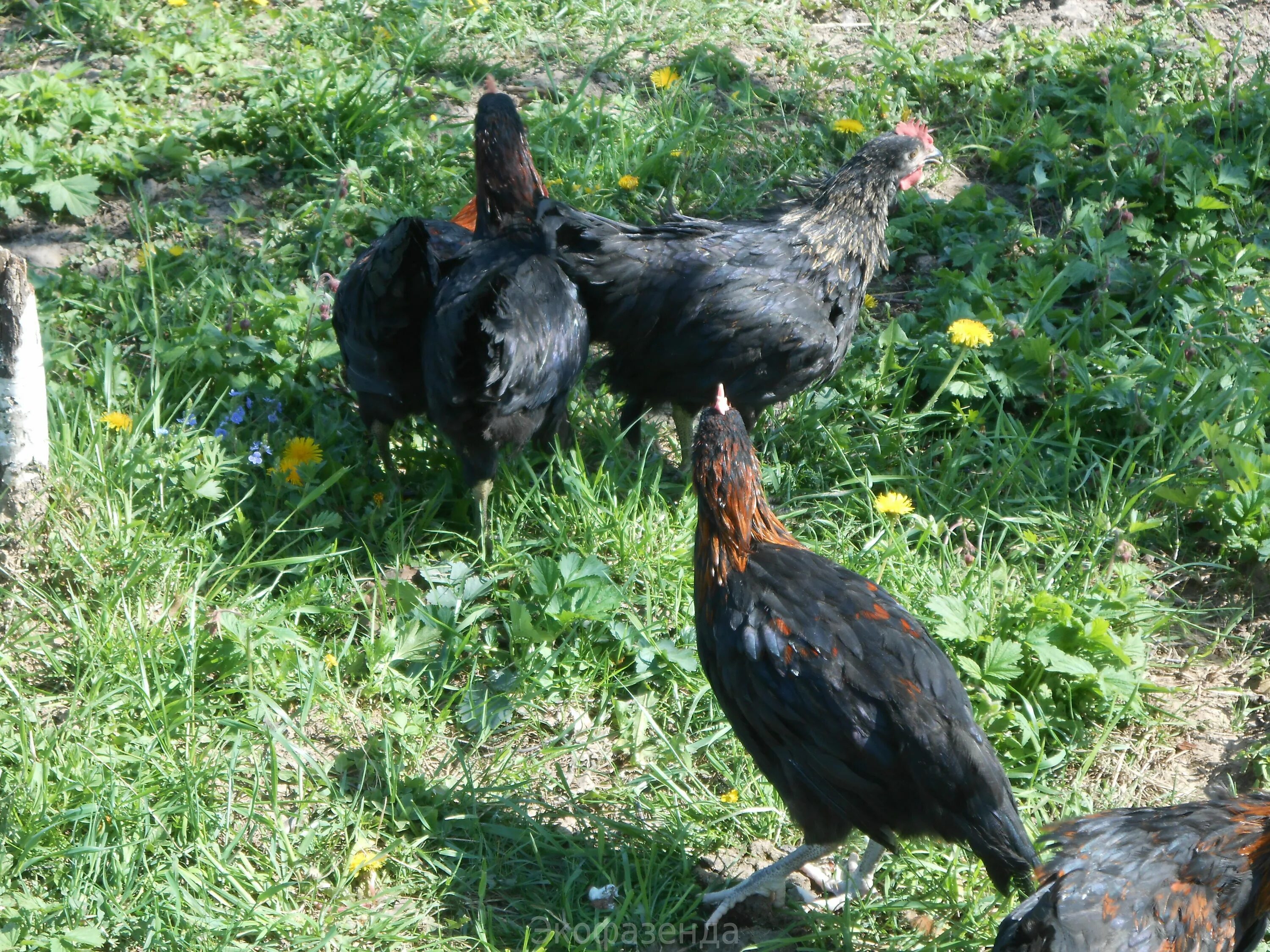 Купить кур московской породы. Цыплята Маран черно медный. Маран черно медный. Маран (порода кур). Курица черный Маран.