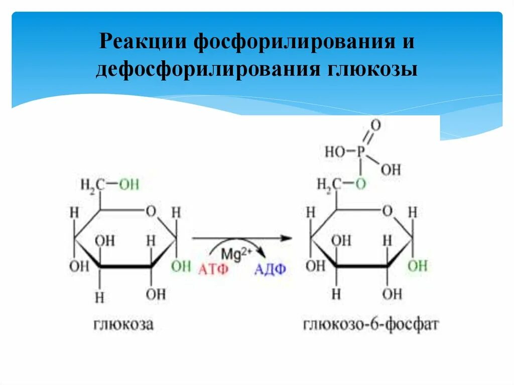 Атф глюкоза адф. Реакция дефосфорилирования Глюкозы 6 фосфат. Фосфорилирование гуанозина реакция. Реакция фосфорилирования Глюкозы. Схема реакции фосфорилирования Глюкозы.