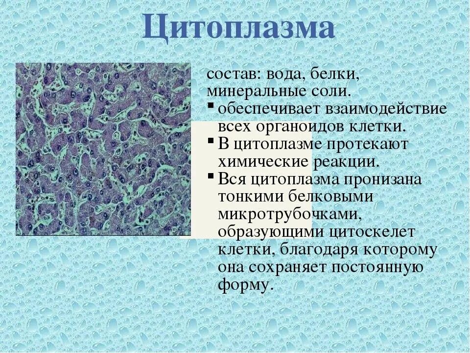 Строение цитоплазмы клетки. Цитоплазма строение и функции. Строение цитоплазмы растительной клетки. Каково значение цитоплазмы структуры в жизнедеятельности клетки