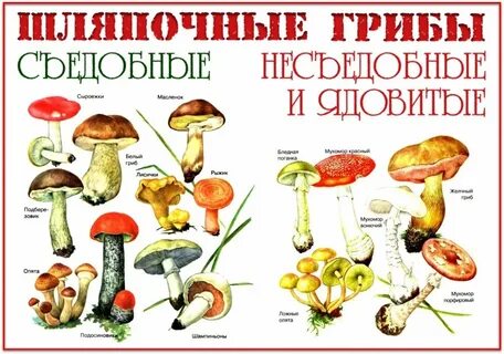 Есть ли съедобные грибы