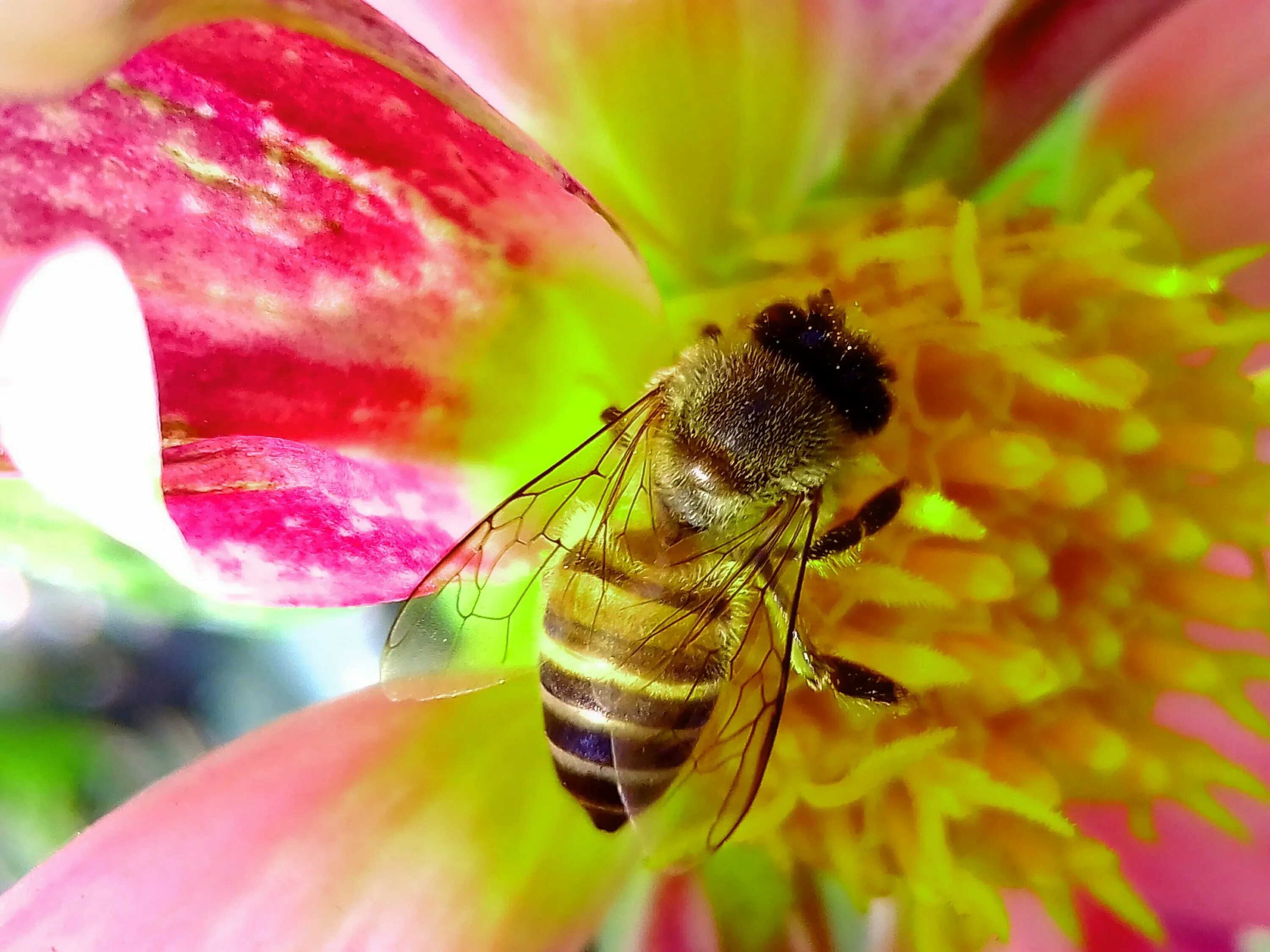Собирает нектар и пыльцу. Пчела. Пчела на цветке. Пчелки на цветах. Пыльца на цветке.