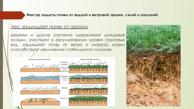 Что делают для предотвращения эрозии. Защита почв от эрозии. меры защиты почв от водной эрозии. защита земель от водной и ветровой эрозии. охране почв от ветровой эрозии.