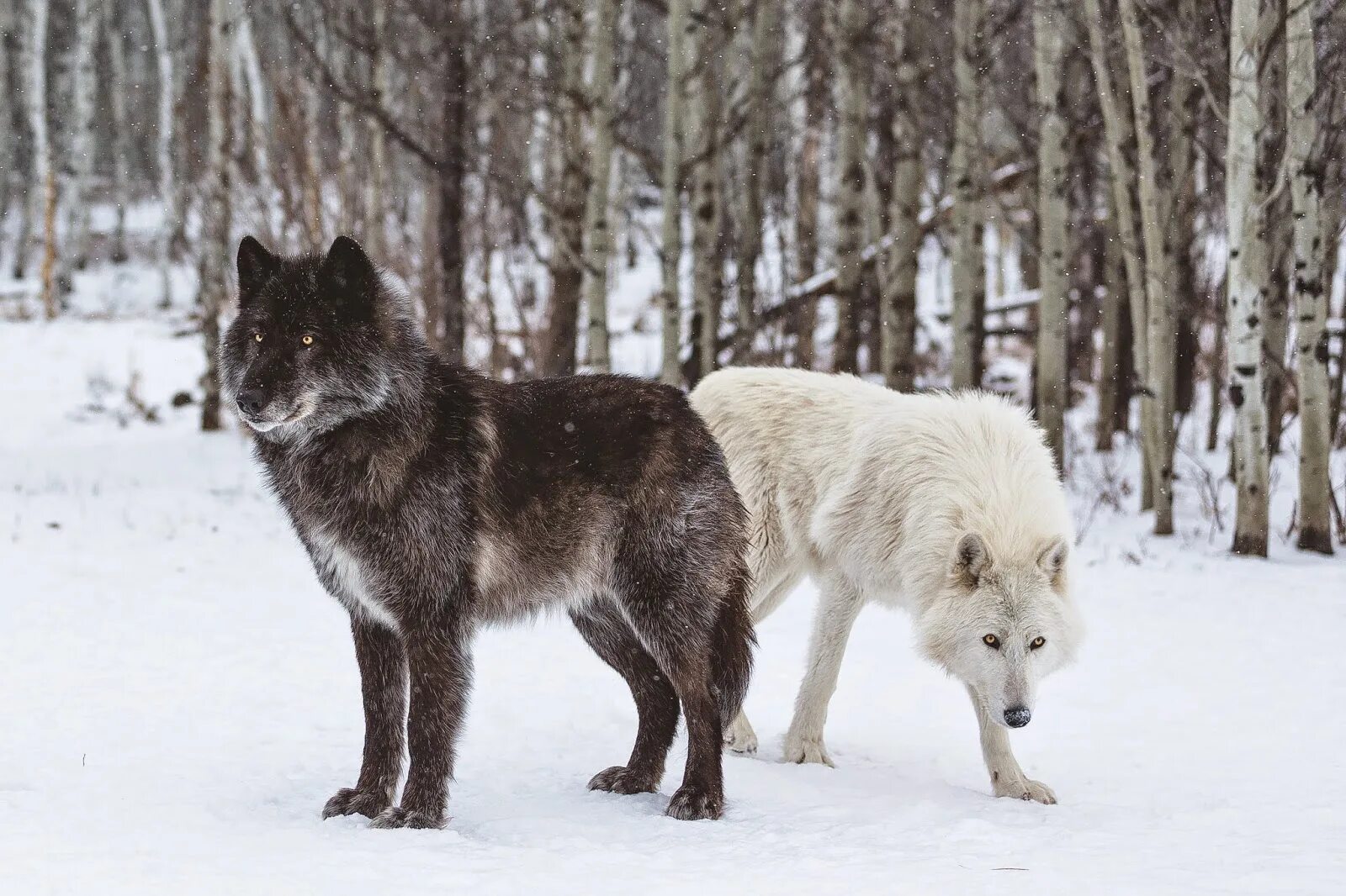 Волки большие собаки. Волкособ гибрид волка. Волкособ вольфхунд. Волкособ канадский волк. Канадский волкособ вольфхунд.
