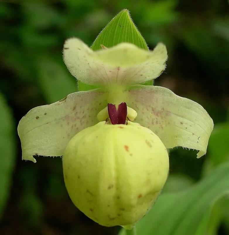 Садовая Орхидея Циприпедиум. Венерин башмачок - Cypripedium. Садовая Орхидея Венерин башмачок. Венерин башмачок желтый.