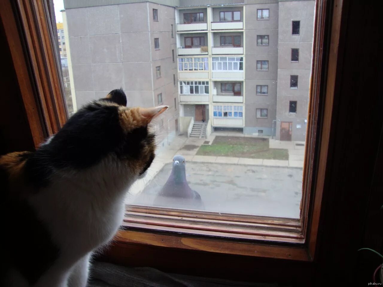 Толстый кот в окне. Кот выглядывает из окна. Кот в окне Мем. Наблюдает из окна.