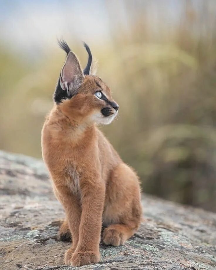 Pin on Caracal