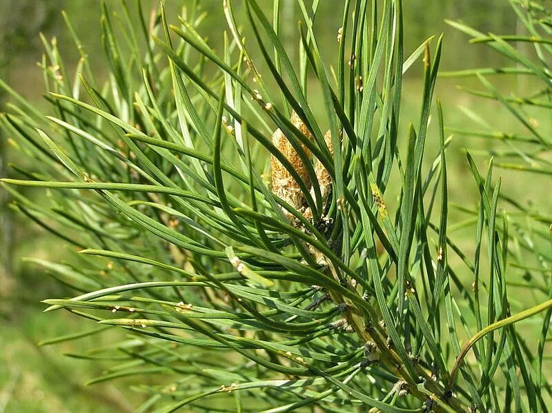 Ржавчина на хвойных. Coleosporium ржавчина сосны. Шютте сосны веймутовой сосны. Ржавчина хвои сосны. Пузырчатая ржавчина на хвое.