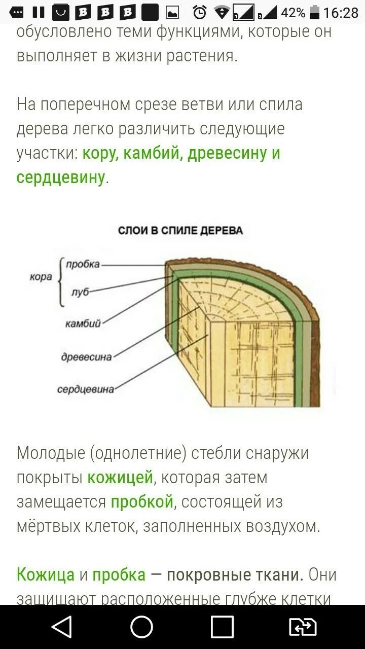 Тест строение стебля ответы. Тест строение стебля ответы