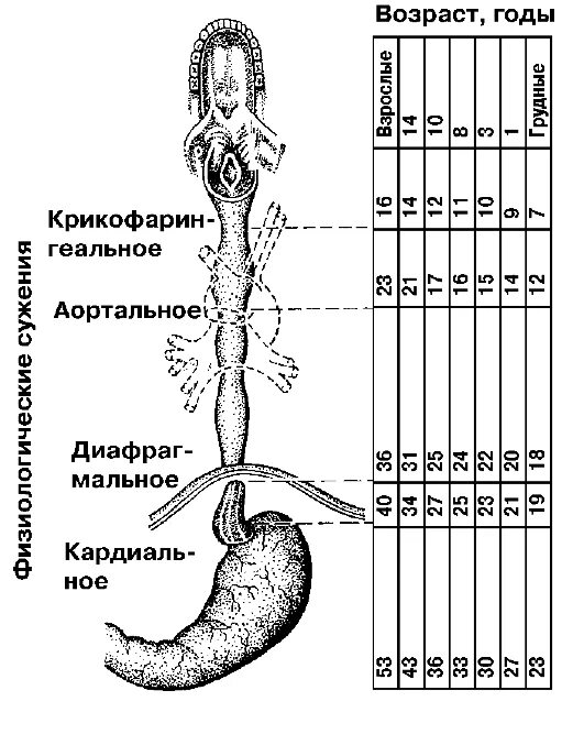 Размер пищевода. Диаметр пищевода анатомия. Сужения пищевода анатомические и физиологические. Анатомия пищевода ширина. Возрастные нормы диаметра пищевода.