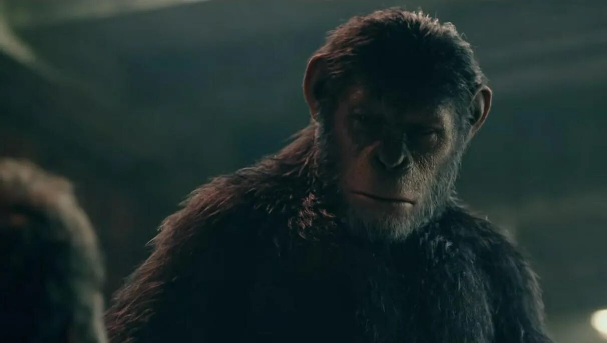 планета обезьян революция фильм 2014 цезарь. планета обезьян морис. восстание планеты обезьян фильм 2017. планета обезьян перевод жестов обезьян. уилл родман планета обезьян.