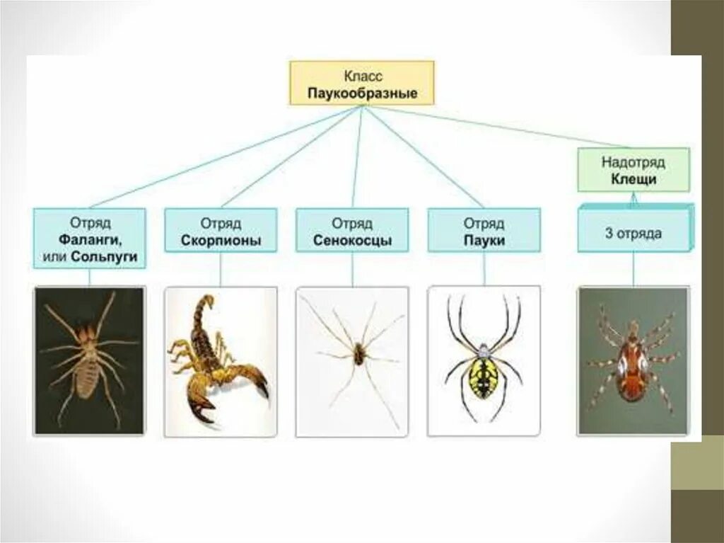 Классификация типа членистоногие. Класс паукообразные систематика. Класс паукообразные систематика класса. Отряды относящиеся к классу паукообразные. Классификация паукообразных схема.
