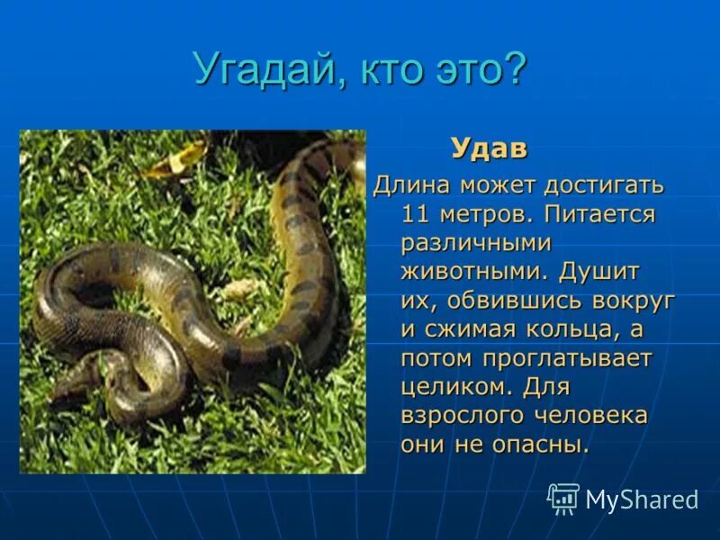 рептилии откладывают яйца. окружающий мир 1 класс змеи питоны. интересное о змеях. питон окружающий мир 1 класс. питон окружающий мир 1 класс.