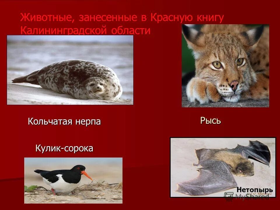 Что относится из животных красных книг. Животные занесенные в красную книгу. красная книга россии животных. жывотныекра сной книги. животные и растения которые занесены в красную книгу.