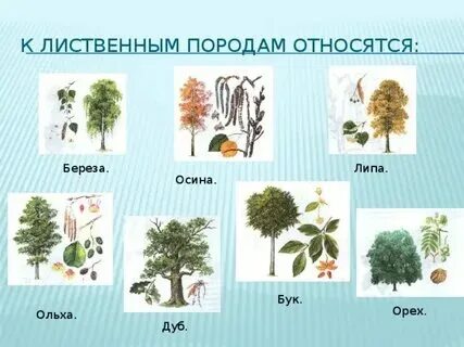 Береза лиственное или хвойное