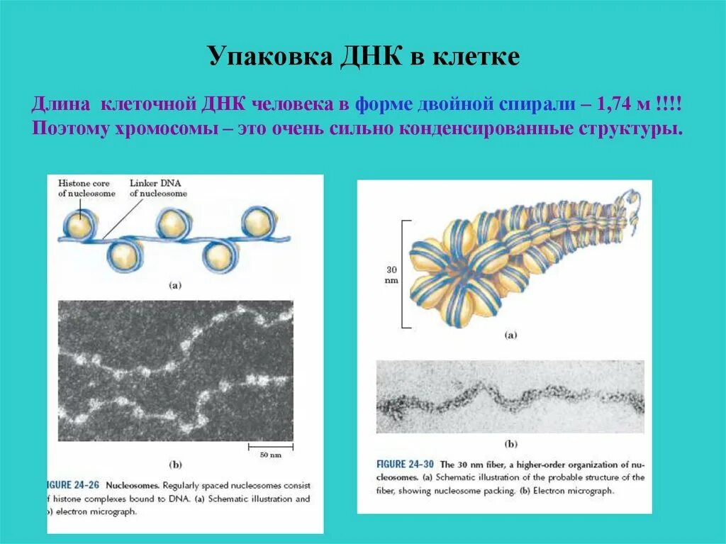 Эукариотическая клетка молекула днк. Клетка ДНК. Длина ДНК клетки человека. Длина молекулы ДНК человека. Клеточные структуры содержащие ДНК.