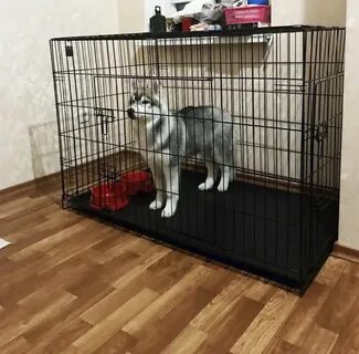 Авито клетка для собак