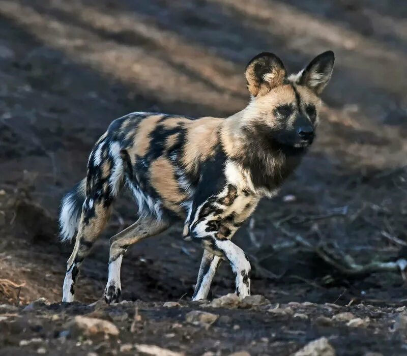 Painted dogs. Гиеновидная гиена. Гиеновая собака. Гиеновые собаки щенки.