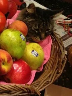 Cat fruits
