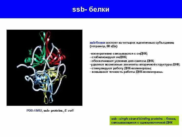 ССБ белки ДНК. SSB белки на ДНК. Белки связывающие одноцепочечную ДНК.