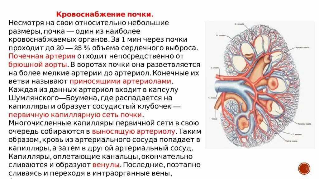 Артерии почки, строение анатомия. Система кровообращения почки. Особенности кровоснабжения почек схема. Строение почечной артерии. Артерия и вена почки