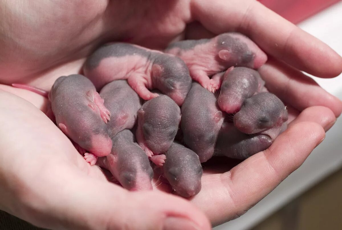 Новорожденные детеныши мыши. Новорожденные крысята Дамбо. Новорожденный крысенок Дамбо. Новорожденные крысы Дамбо. Крысы Дамбо Детеныши.