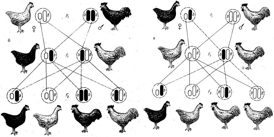 При скрещивании курицы с листовидным гребнем. Схема селекции кур. Бройлерные цыплята гетерозис. Схема скрещивания кросса Ломан Браун. Породы голубей селекция.