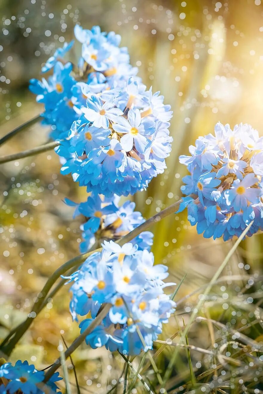 Весенние синие цветочки. Цветок первоцвет весенний голубой. Первоцвет голубенькие цветочки. Синие цветы. Весенние цветы в голубых тонах.