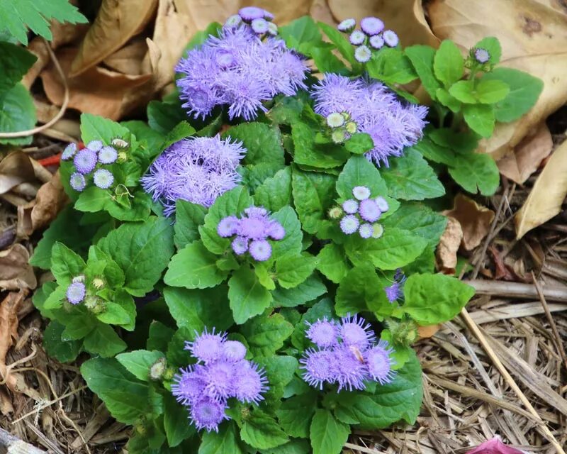 агератум блу минк. агератум хоустона (мексиканский). агератум блу минк. агератум блу минк выращивание. агератум мексиканский голубой.