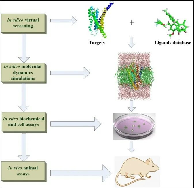 In silico in vitro in vivo. Метод in vivo in vitro. In vivo и in vitro что это такое. Исследования in vivo, in vitro и in silico:.