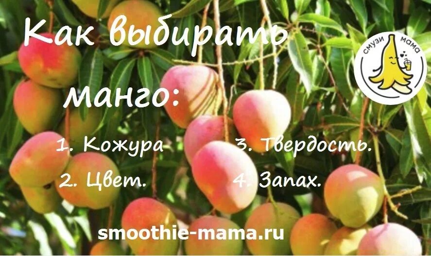 Как правильно выбирать манго в магазине. Как выбрать манго. как выбрать вкусное манго. как правильно выбрать манго в магазине спелый. манго фрукт как выбрать спелый плод.