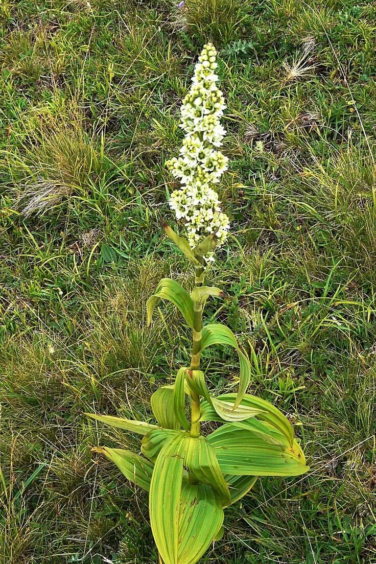 Чемерица lobelianum (лобеля). Чемерица лобеля растение. Черемица. Чемерица (veratrum). Чемерица lobelianum (лобеля).