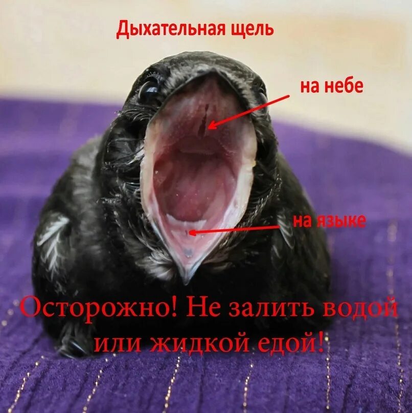 Строение истинных голосовых связок. Дыхательная щель. Истинные голосовые связки образованы. Гортань строение анатомия голосовые связки. Межперепончатая часть голосовой щели.