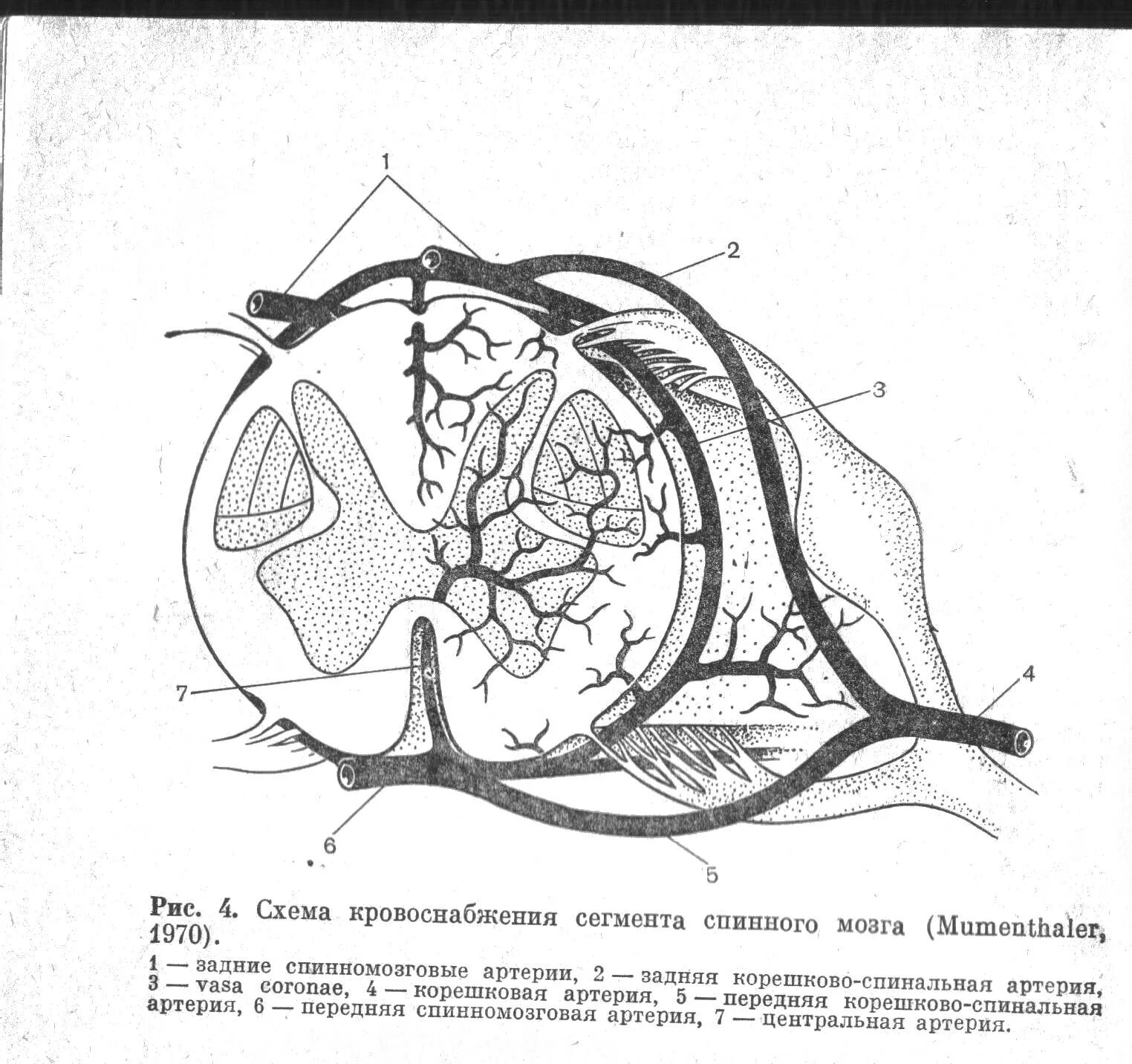 Артерия заднего сегмента. Артерия заднего сегмента
