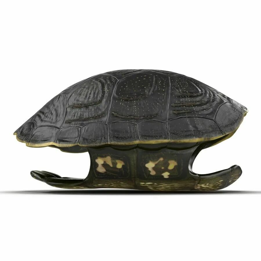 Максфрант Turtle-Shell. Панцирь черепахи. Пепельница из панциря черепахи. Панцирь черепахи 3 д модель.