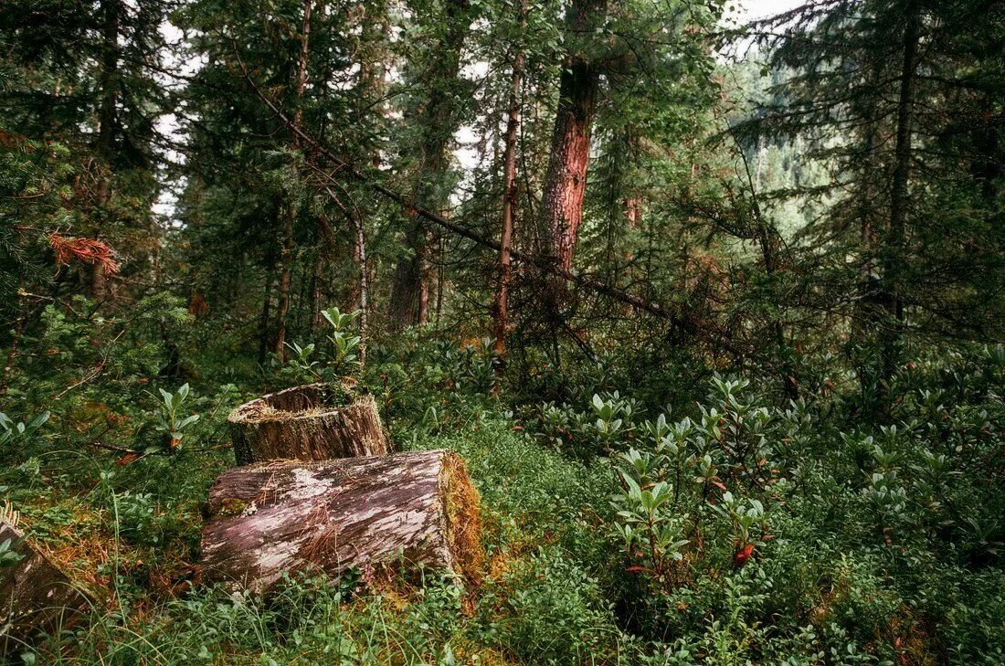горы с хвойным лесом. восточно сибирская тайга растительность. Taiga forest чай. восточно сибирская тайга. травяной чай в чашке.