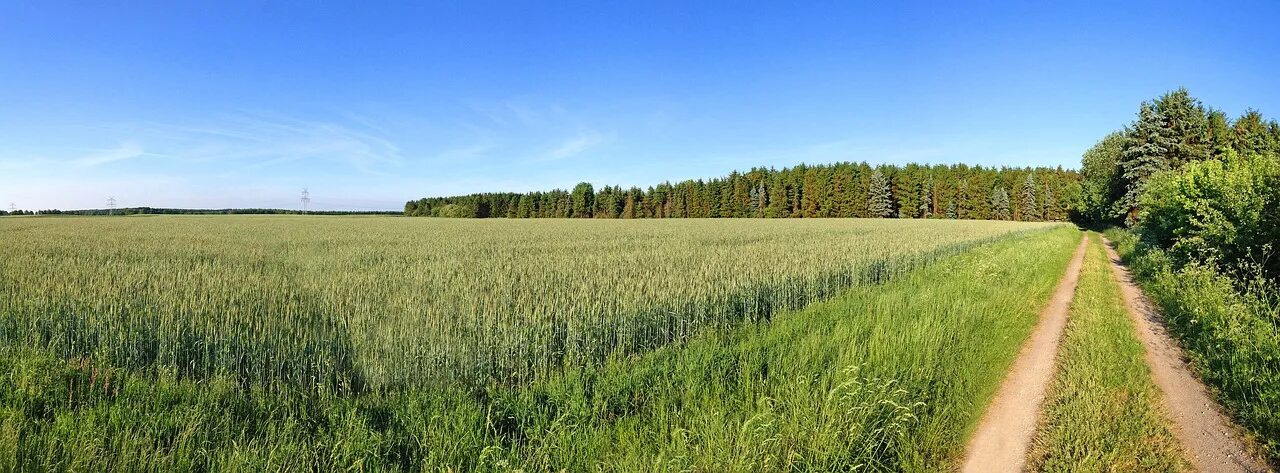 Лесополосы на полях. Лесные полосы фото. Кукурузное поле пейзаж. Панорама туман поле лесополоса. Field 18