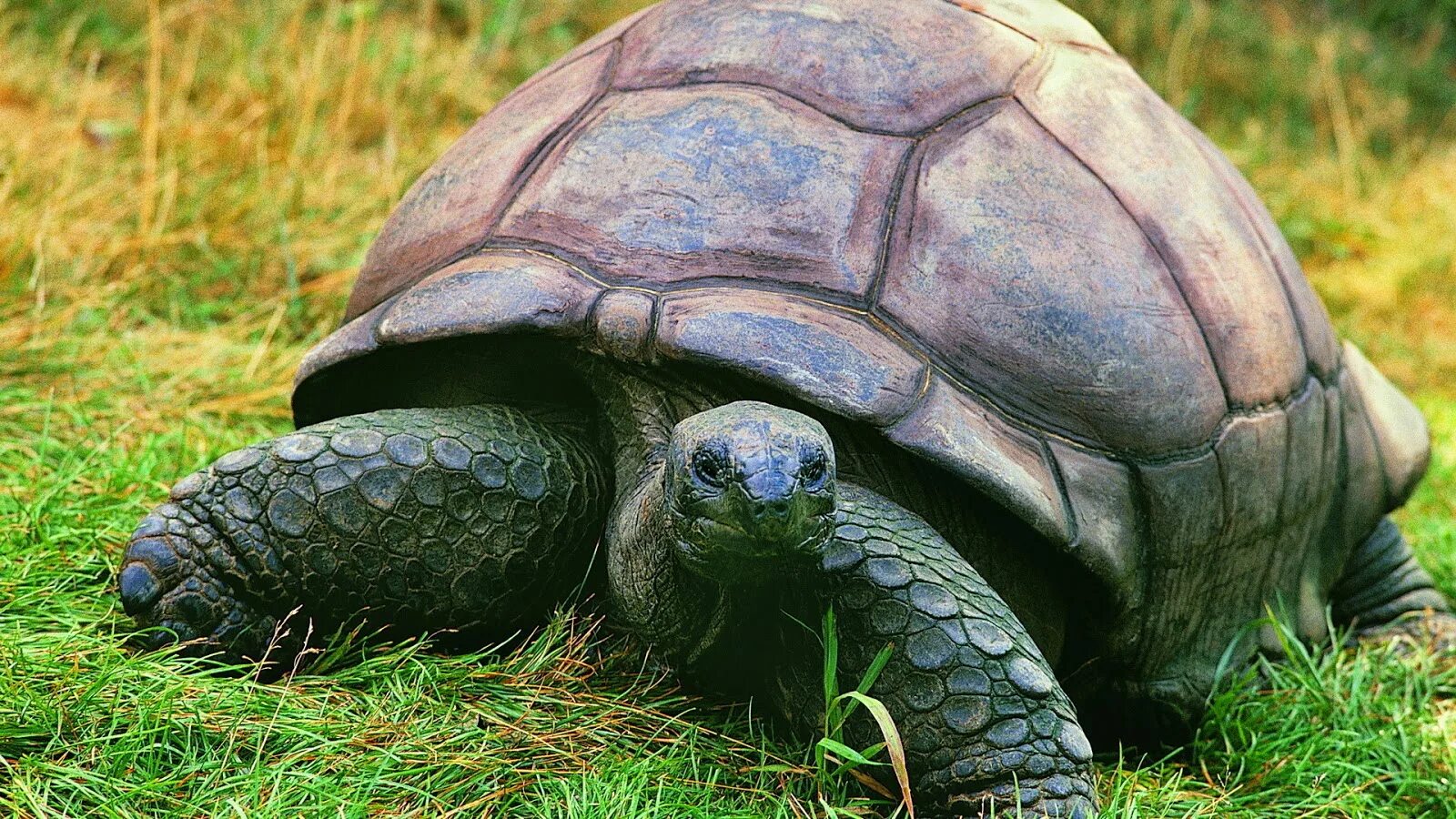 Галапагосская черепаха. Слоновая черепаха Сухопутные черепахи. Сухопутная черепаха Галапагосы. Сухопутная черепаха слоновая. Место обитания большой черепахи