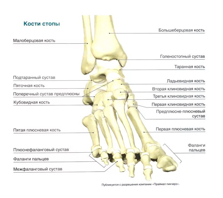 Фото стопы кости суставы. Голеностопный сустав анатомия строение кости. Кости стопы голеностопный сустав. Анатомическое строение голеностопного сустава. Строение голени и стопы кости.