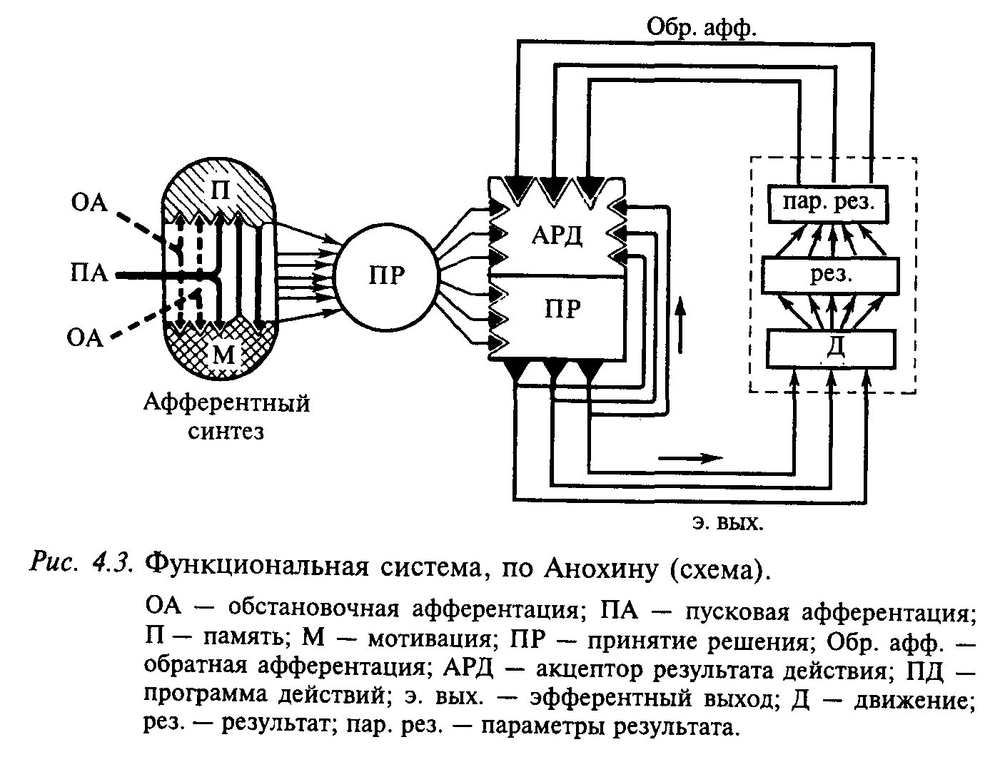 Два типа функциональных систем. Схема анохина функциональной системы. анохин функциональные системы схема. теория функциональных систем анохина схема. теория функциональных систем п.к анохина.