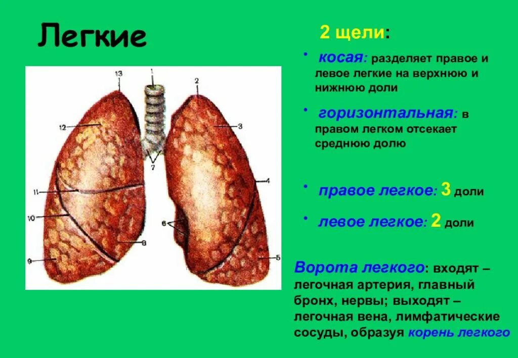 Левое легкое имеет. Щели лёгких. Легкие доли анатомия. Правое и левое легкое доли. Лево и правое легкие доли.