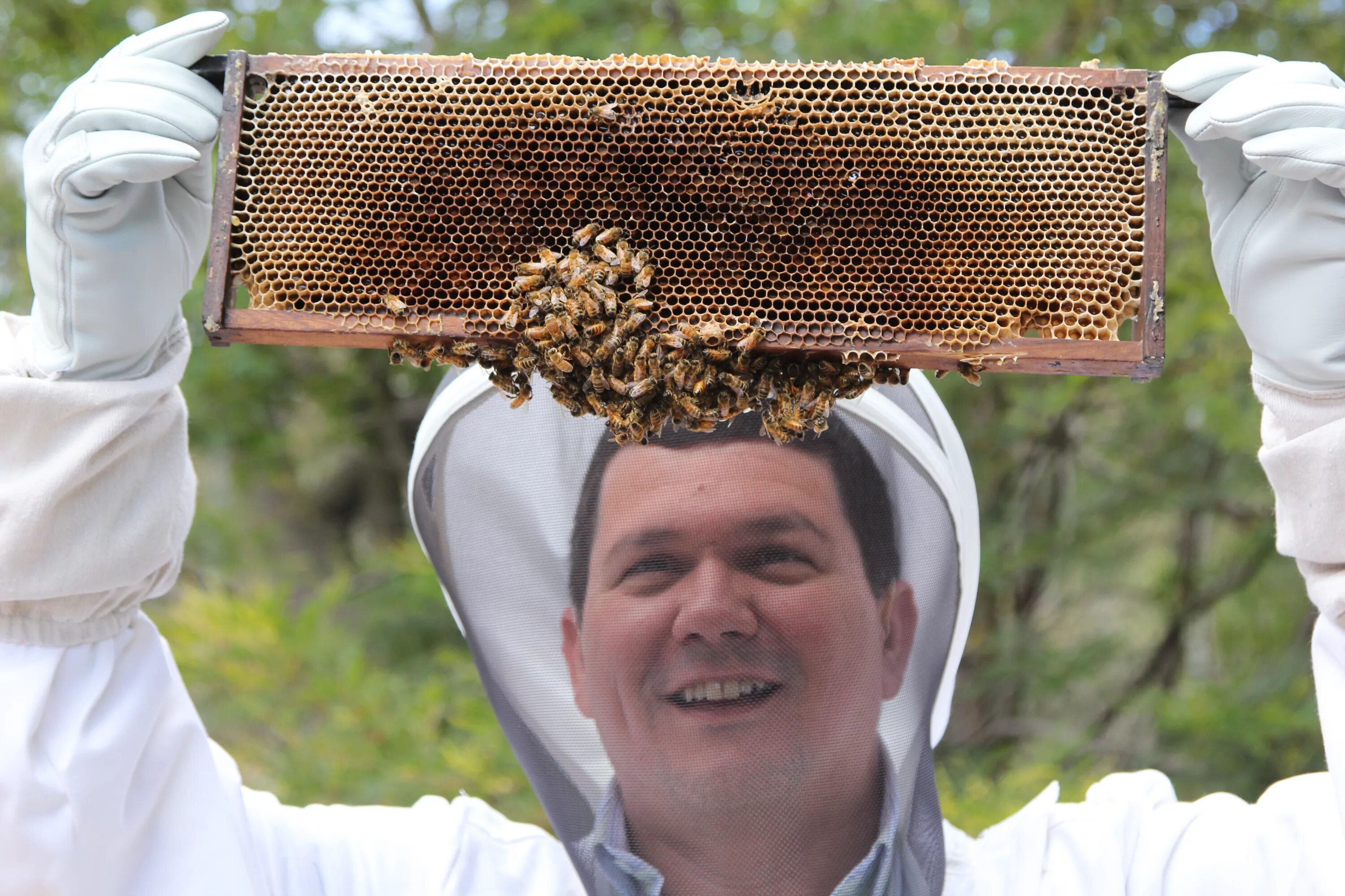 Пчелы. Пчеловод человек. Пчела фото. Китайский пчеловод.