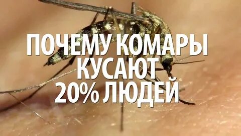 Почему кого то комары кусают больше
